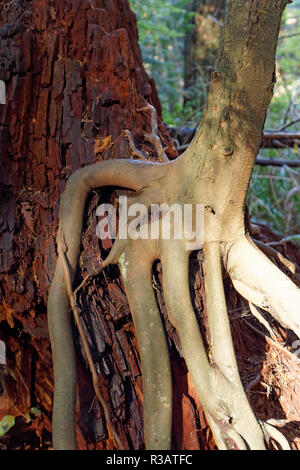 Radici di un rosso giovane ontano Alnus rubra tree intrecciano intorno a un decadimento ceppo di albero in spirito pacifico parco regionale e preservare la natura, Vancouver, BC, Foto Stock