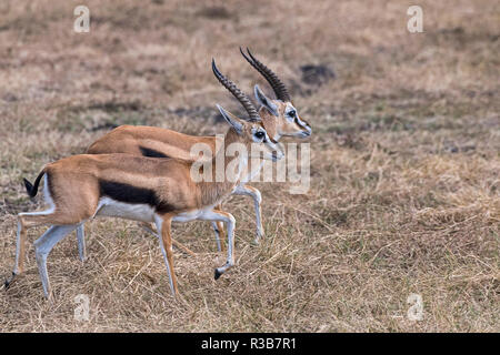 Due Serengeti Thomson gazzelle (Eudorcas nasalis) nella fase, il Masai Mara, Narok County, Kenya Foto Stock