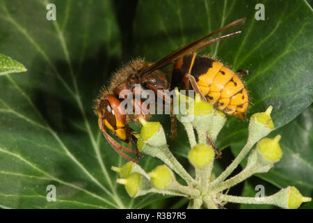 Unione hornet (Vespa crabro) sul polline di comune edera (Hedera helix), Baden-Württemberg, Germania Foto Stock