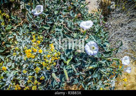 Viola Moonflowers di piante in Palm Spring, California Foto Stock