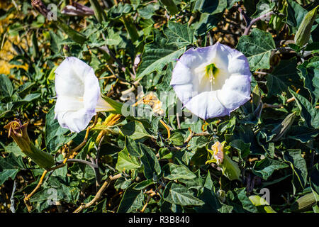 Viola Moonflowers di piante in Palm Spring, California Foto Stock