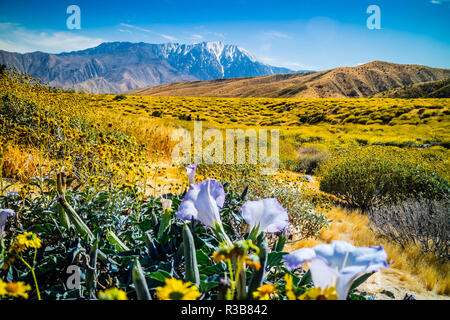 Viola Moonflowers di piante in Palm Spring, California Foto Stock