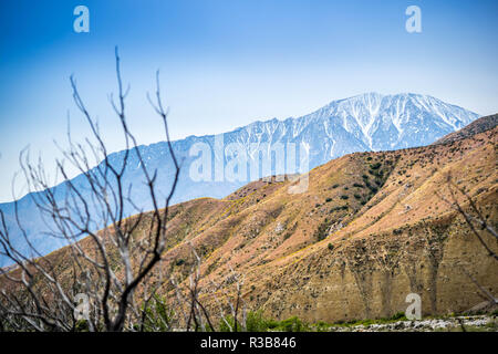 Giallo Brittlebush blumi in Palm Spring, California Foto Stock