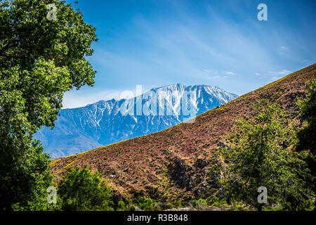 Giallo Brittlebush blumi in Palm Spring, California Foto Stock