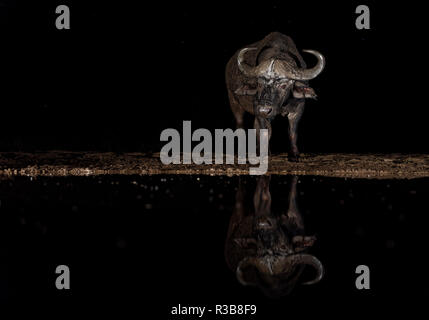 Bufali (Syncerus caffer) a waterhole di notte, acqua riflessione, KwaZulu-Natal, Sud Africa Foto Stock