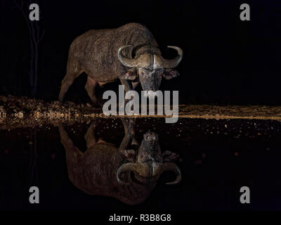 Bufali (Syncerus caffer) a waterhole di notte, acqua riflessione, KwaZulu-Natal, Sud Africa Foto Stock