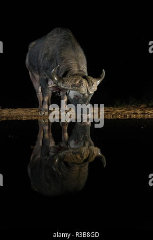 Bufali (Syncerus caffer), bere a waterhole di notte, acqua riflessione, KwaZulu-Natal, Sud Africa Foto Stock