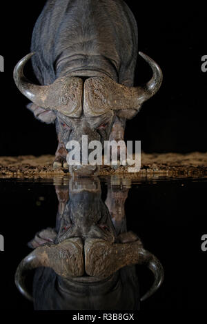 Bufali (Syncerus caffer), bere a waterhole di notte, acqua riflessione, KwaZulu-Natal, Sud Africa Foto Stock