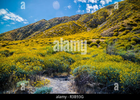 Giallo Brittlebush blumi in Palm Spring, California Foto Stock