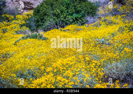 Giallo Brittlebush blumi in Palm Spring, California Foto Stock