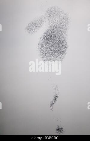 Unione Starling (Sturnus vulgaris) murmuration di enormi battenti gregge, Germania | Utilizzo di tutto il mondo Foto Stock