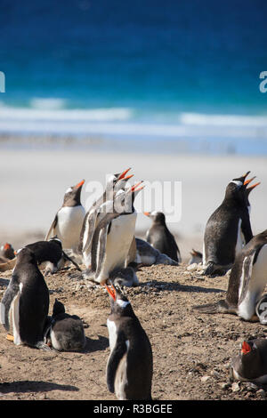 I pinguini di Gentoo. Saunders Island. Isole Falkland. Foto Stock