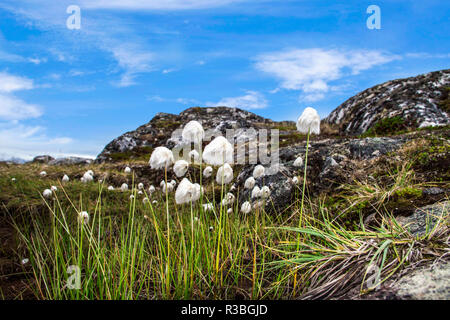 La Groenlandia, Qeqertarsuaq, Cottongrass (Eriophorum angustifolium) nel Hundefjord Foto Stock