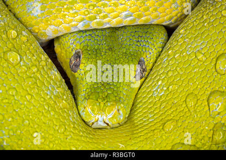 Green Tree python, Morelia viridis Foto Stock