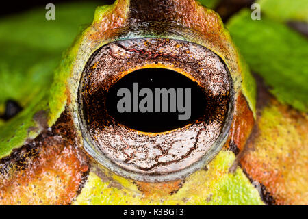 Cornuto Pac-Man frog close-up, Ceratophrys Foto Stock