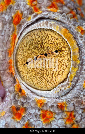 Extreme close-up di Gargoyle Gecko eyeball, Foto Stock