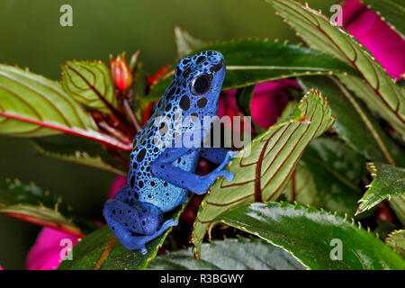 Blue Azureus Poison Dart frog, Dendrobates tinctorius azureus, nativi del Suriname e del Brasile Foto Stock