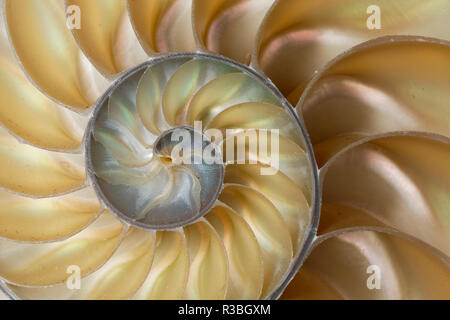 Chambered Nautilus shell, Nautilus pompilio Foto Stock