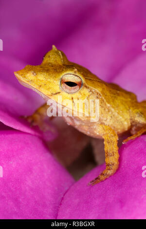 Isola Salomone Leaf rana, Ceratobatrachus guentheri, nativo per le Isole Salomone e in Papua Nuova Guinea. Foto Stock