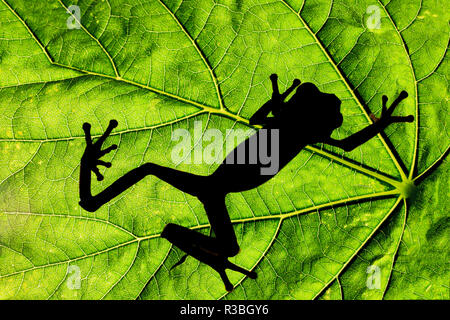 Red-eyed raganella stagliano sulla foglia tropicale, Agalychnis callidryas, nativo di Costa Rica Foto Stock