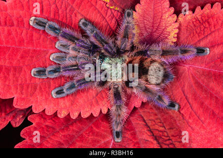 Cileno dai capelli rosa Tarantola, Grammostola rosea Foto Stock