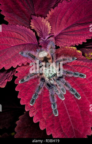 Cileno dai capelli rosa Tarantola, Grammostola rosea Foto Stock