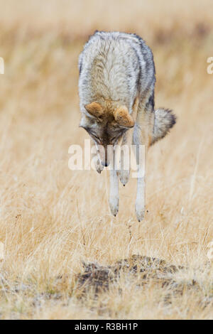 Caccia di Coyote Foto Stock