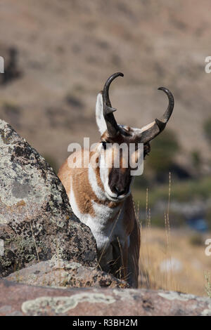 Pronghorn Antelope Foto Stock