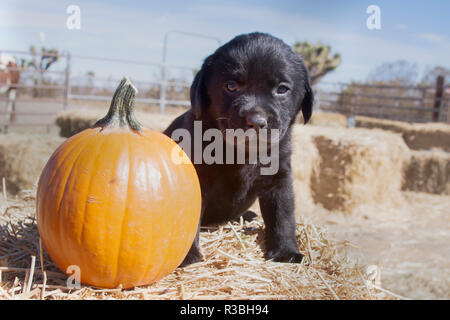 Nero Labrador Retriever cucciolo seduto accanto a una zucca sulla balla di fieno (PR) Foto Stock