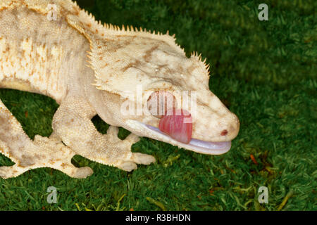 Crested gecko leccare bulbo oculare per umidità, Correlophus ciliatus, nativo a sud della Nuova Caledonia Foto Stock