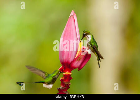 Ecuador, Tandayapa Bird Lodge. Gli uccelli si nutrono di banana flower. Foto Stock