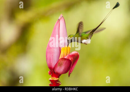 Ecuador, Tandayapa Bird Lodge. Avviato racket-coda alimenta sulla banana flower. Foto Stock