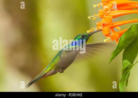 Ecuador, Tandayapa Bird Lodge. Green violetear hummingbird feeding. Foto Stock