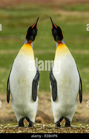 Coppia di Re dei pinguini, Volunteer Point, East Island, Isole Falkland, Aptenodytes patagonicus Foto Stock