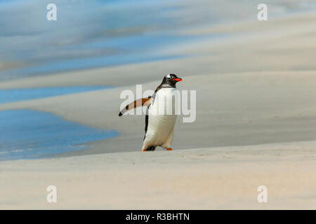 I pinguini Gentoo lasciando surf, Pygoscelis papua, Isole Falkland Foto Stock