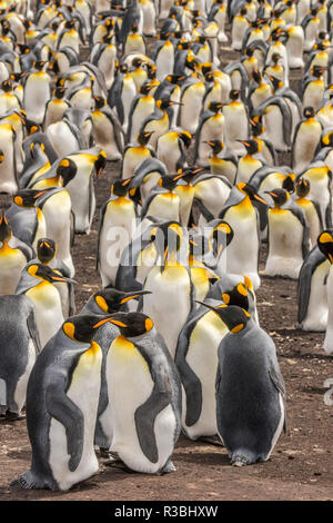 Isole Falkland, East Falkland. Re colonia di pinguini. Foto Stock