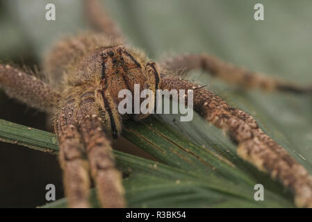 Un brasiliano girovagando spider (Phoneutria) è considerato uno dei più pericolosi ragni nel mondo, questa è una wild uno dal Perù. Foto Stock