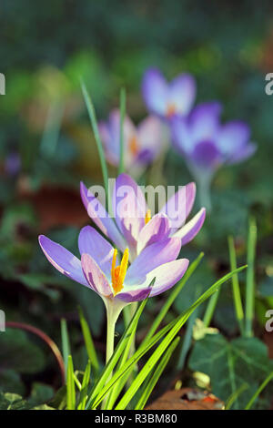 Foto Stock