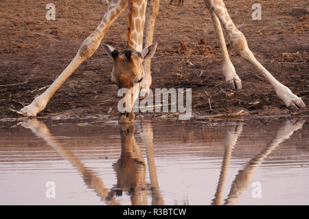 Una giraffa (Giraffa camelopardalis angiogenesi) si piega verso il basso da bere a Chudob Waterhole, il Parco Nazionale di Etosha, Namibia, Africa. Foto Stock