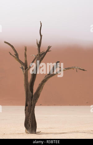 Antica camelthorn morti di alberi di acacia nel dry lakebed di Deadvlei, Namib-Naukluft National Park, Namibia. Foto Stock