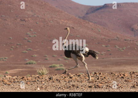 Comune, struzzo Struthio camelus, puntoni attraverso pianure rocciose del Damaraland regione del nord ovest della Namibia. Foto Stock