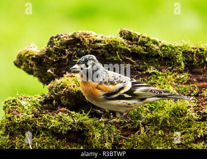 Maschio (Brambling Fringilla montifringilla) attratto nella gamma della fotocamera dal cibo su una tappa fotografica.Un inverno solo migranti per la maggior parte d'Europa. Foto Stock