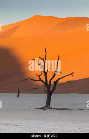 Dead stagliano alberi in Deadvlei, Sossusvlei, Namibia Foto Stock