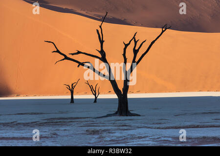 Dead stagliano alberi in Deadvlei, Sossusvlei, Namibia Foto Stock
