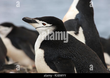 Rookery Chinstrap. Il Whaler's Bay, isola Deception. L'Antartide. Foto Stock