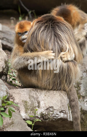 Cina, Provincia di Shaanxi, Foping Riserva Naturale Nazionale. Golden rampognare-annusò scimmia (Rhinopithecus roxellana, in via di estinzione). Hugs femmina a maschio. Foto Stock