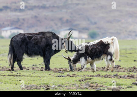 Asia, Cina, nella provincia dello Yunnan, Shangri-la, Lago di Napa, yak (Bos grunniens). Adulto yak governare il suo vitello di grandi dimensioni. Foto Stock