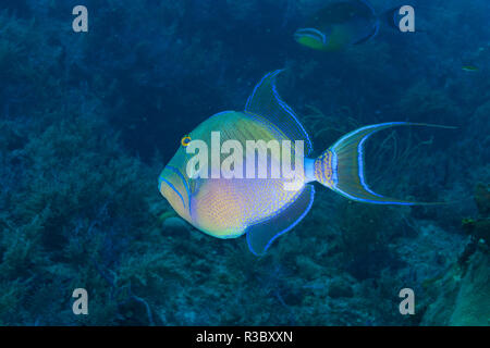 Northern Bahamas, dei Caraibi Foto Stock