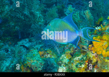 Northern Bahamas, dei Caraibi Foto Stock