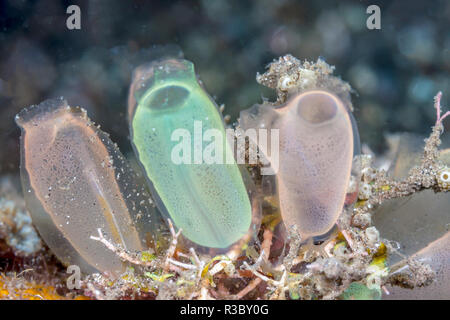 Tunicate è una marina animale invertebrato, membro del subphylum Tunicata, che è parte dell'Chordata, Foto Stock